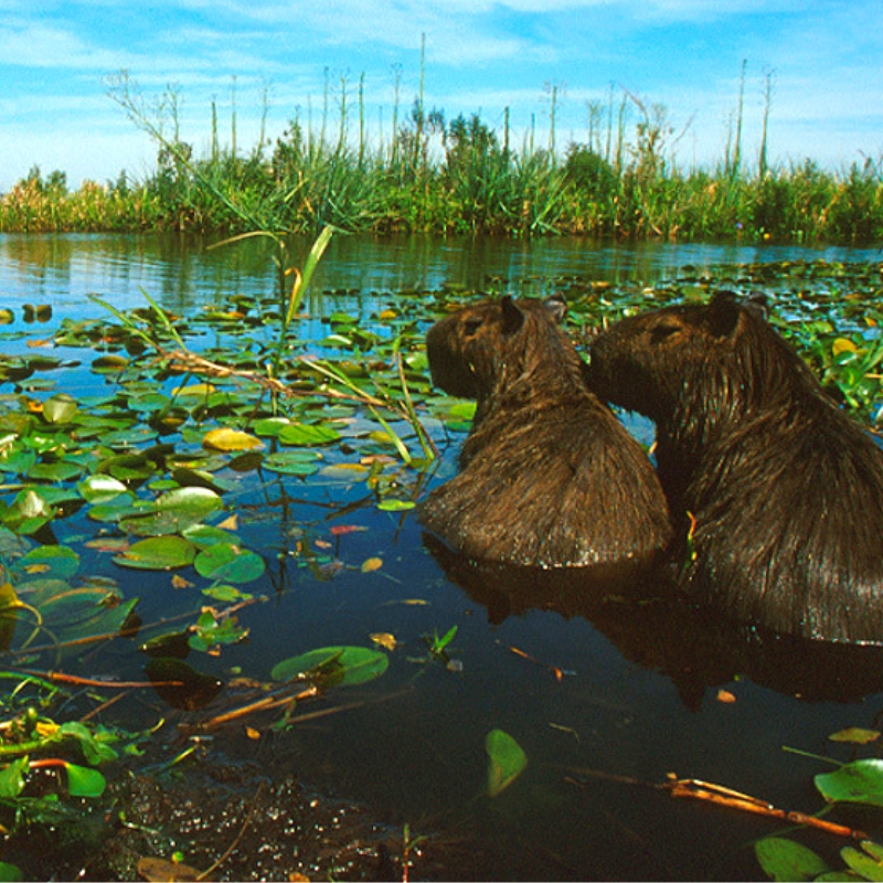 MEDIO AMBIENTE HUMEDALES DELTA ARGENTINA RIO PARANA