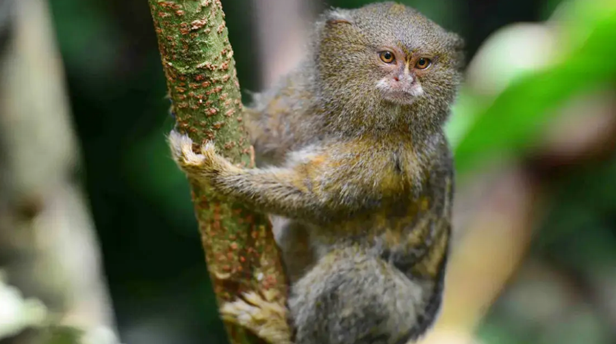 NATURALEZA EL MONO LEONCITO