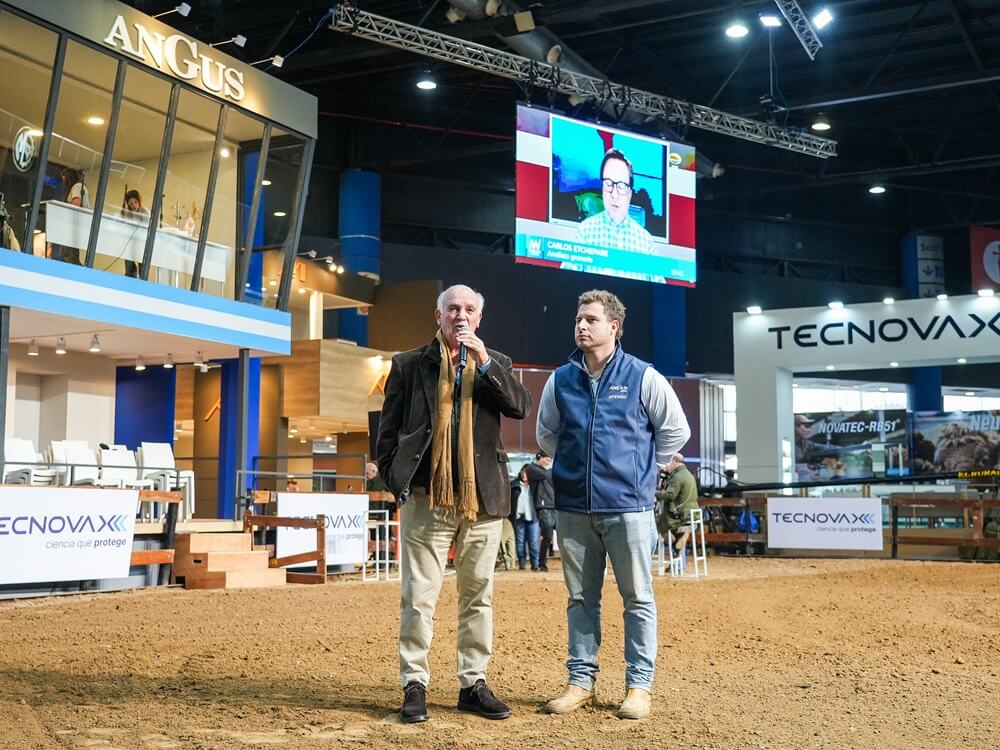Con una participación récord de 590 ejemplares, los Angus buscan sus campeones de otoño 3 A7401932
