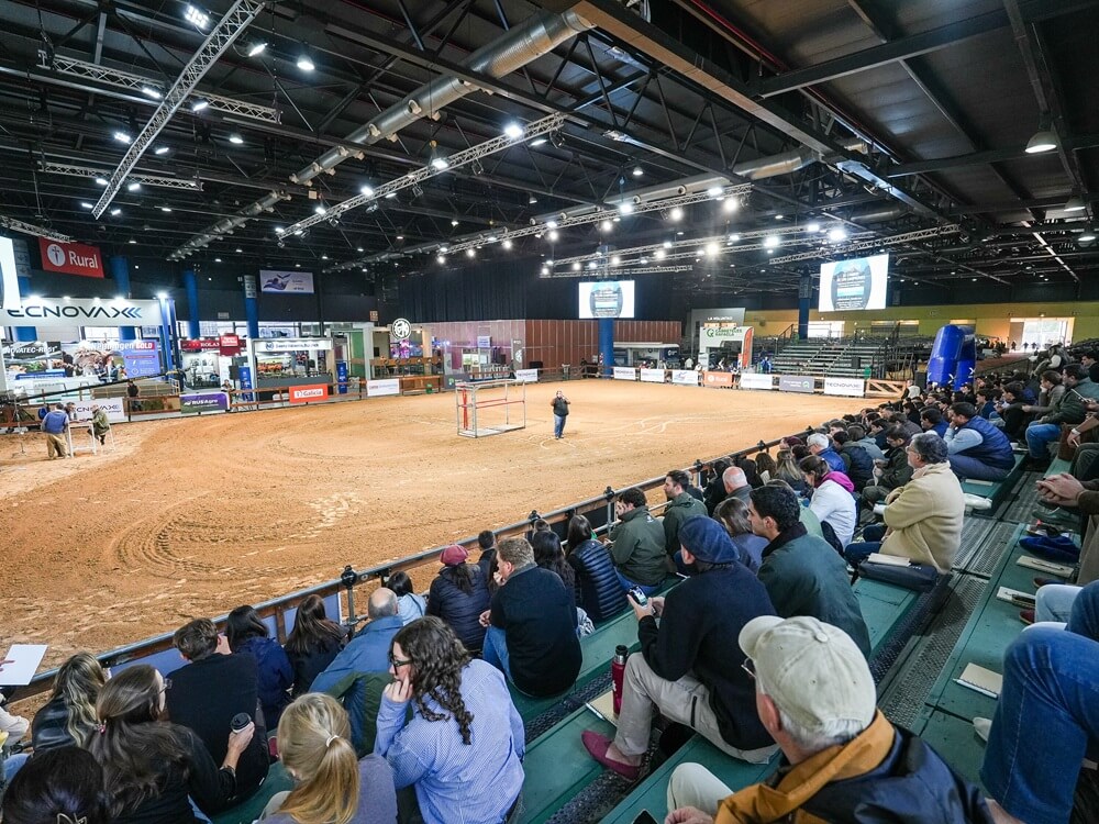 Con una participación récord de 590 ejemplares, los Angus buscan sus campeones de otoño 4 A7401951