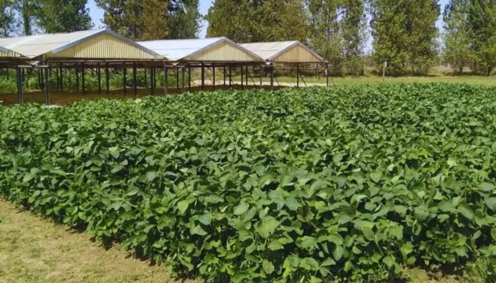 Una nutrición salvadora: el nitrógeno podría mitigar el impacto de la sequía en soja 4 SOJAI
