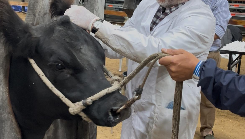 Con una participación récord de 590 ejemplares, los Angus buscan sus campeones de otoño 5 angus admision