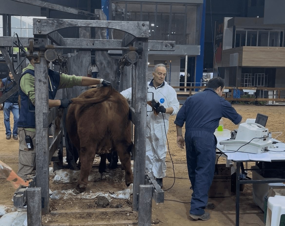 Con una participación récord de 590 ejemplares, los Angus buscan sus campeones de otoño 2 angus otono admision