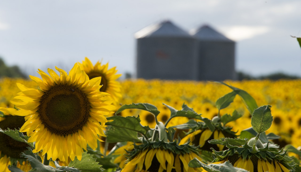 Dato oficial: la cosecha de girasol cerró con un crecimiento del 28,2% 3 girasol campo silo sagyp