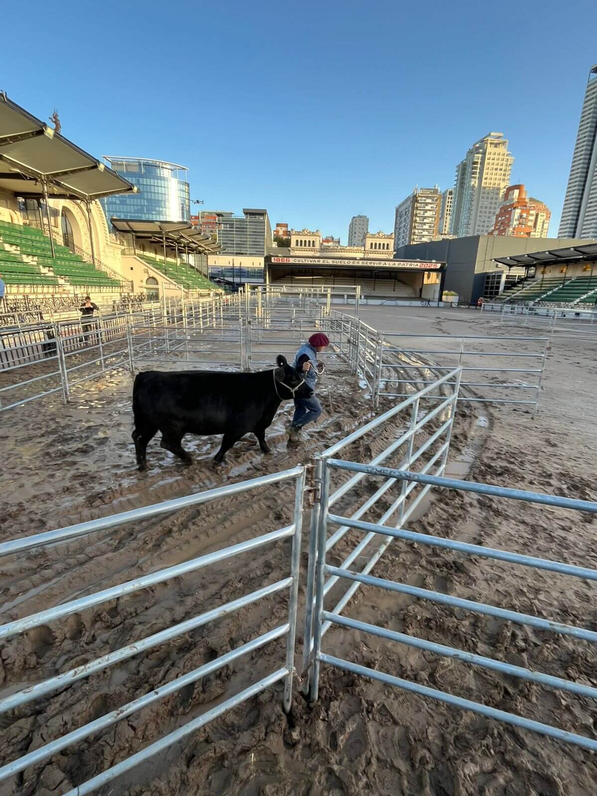 “El punto de partida de lo mejor del año”: los Angus ya viven su Expo de Otoño en Palermo 2 india vaquillona angus