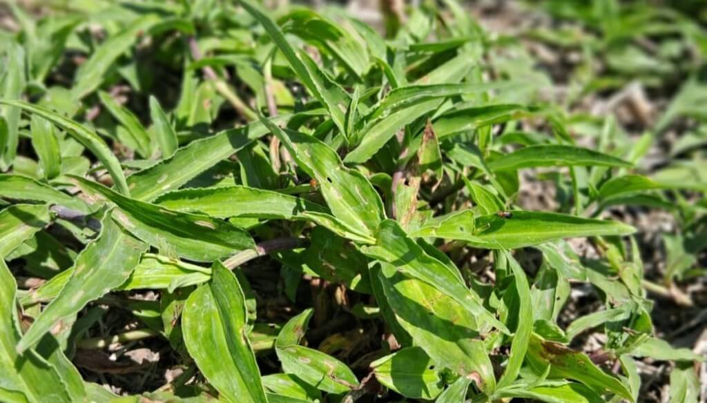 Una "flor" de maleza: el otoño, momento clave para controlar a la commelina erecta 2 mail 3