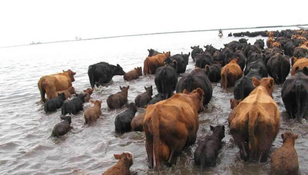 Las inundaciones y su impacto en la ganadería: claves para preservar la salud y productividad del rodeo 3 si