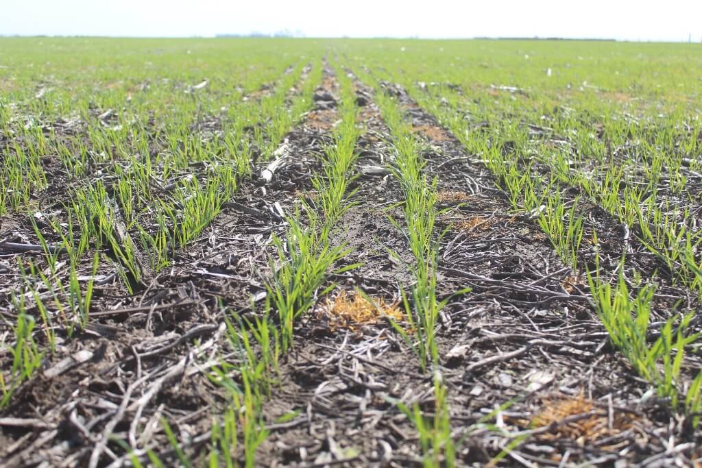 Las lluvias cortaron con el optimismo en el trigo: podrían no cumplirse algunos planes de siembra 4 trigo emerge