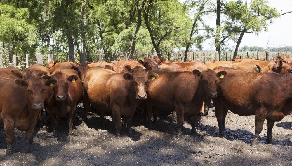 Cómo enfrentar a la garrapata: laboratorios piden sostener una “mirada integral” de la sanidad 2 Ganaderia Garrapata Senasa