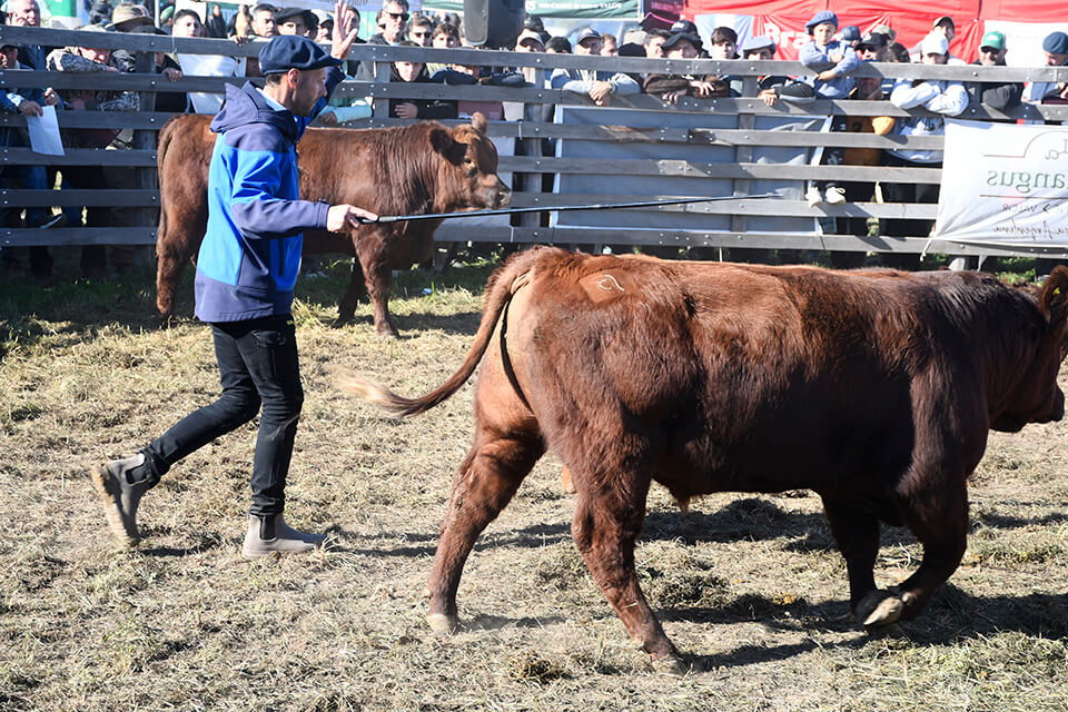Agroactiva ganadera: buenos precios bovinos, una raza ovina en expansión y un debut histórico caprino 2 PAC6379