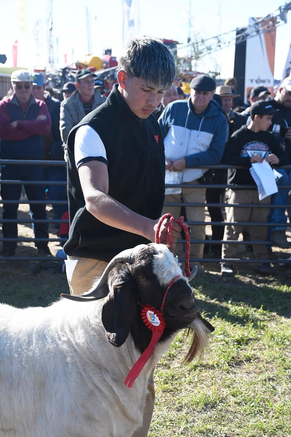 Agroactiva ganadera: buenos precios bovinos, una raza ovina en expansión y un debut histórico caprino 6 expo otono caprinos boer agroactiva