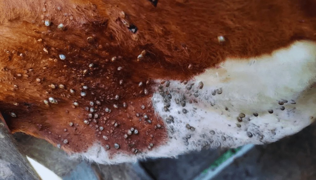Cómo enfrentar a la garrapata: laboratorios piden sostener una “mirada integral” de la sanidad 3 garrapatas bovinos