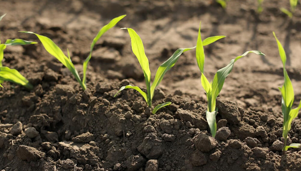 Biotecnología: el maíz de “baja estatura” resistente a glifosato e insectos ya tiene ok oficial 2 maiz verde bayer