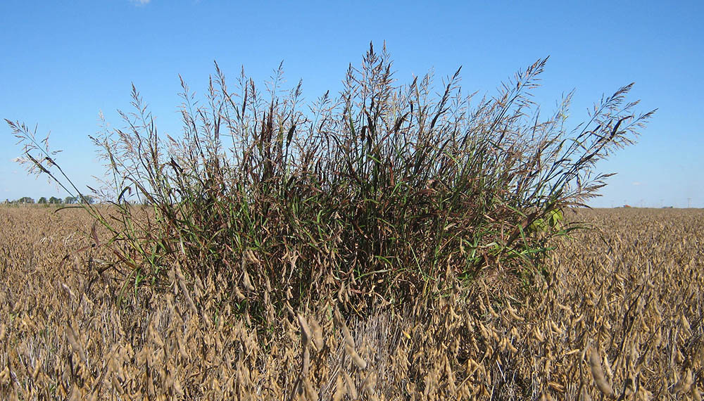 Malezas: anuncian un importante avance a nivel global para el combate de gramíneas resistentes 2 sorgo de alepo en soja