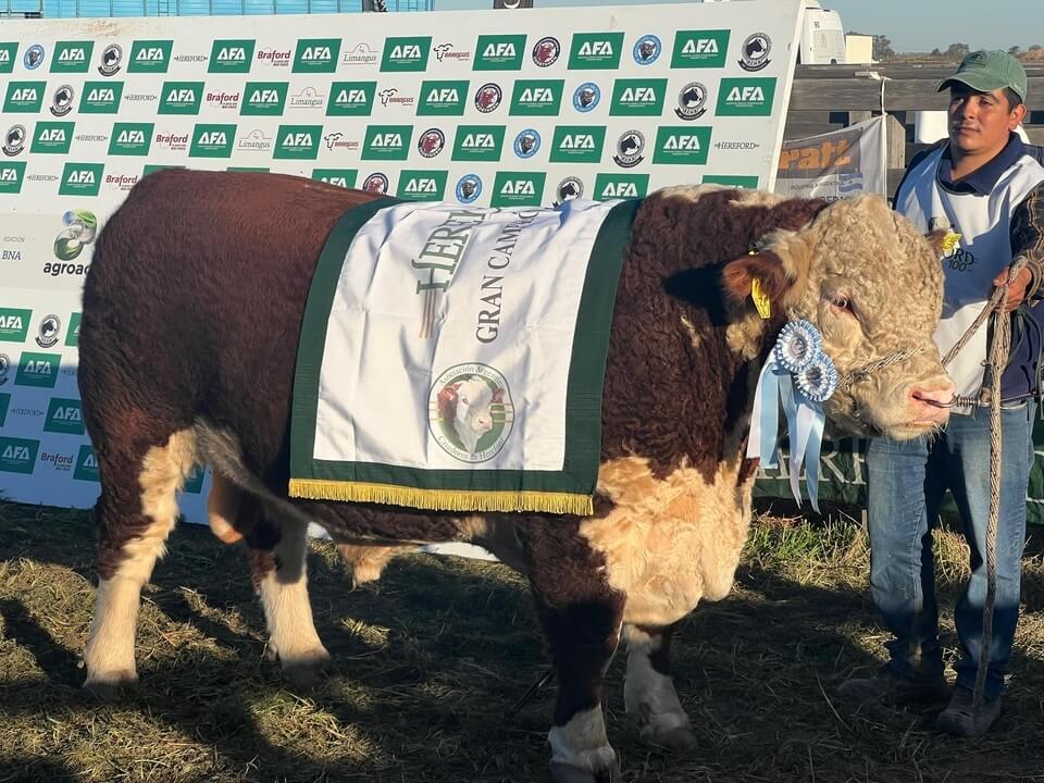 Agroactiva ganadera: buenos precios bovinos, una raza ovina en expansión y un debut histórico caprino 4 toro gran campeon macho hereford 960