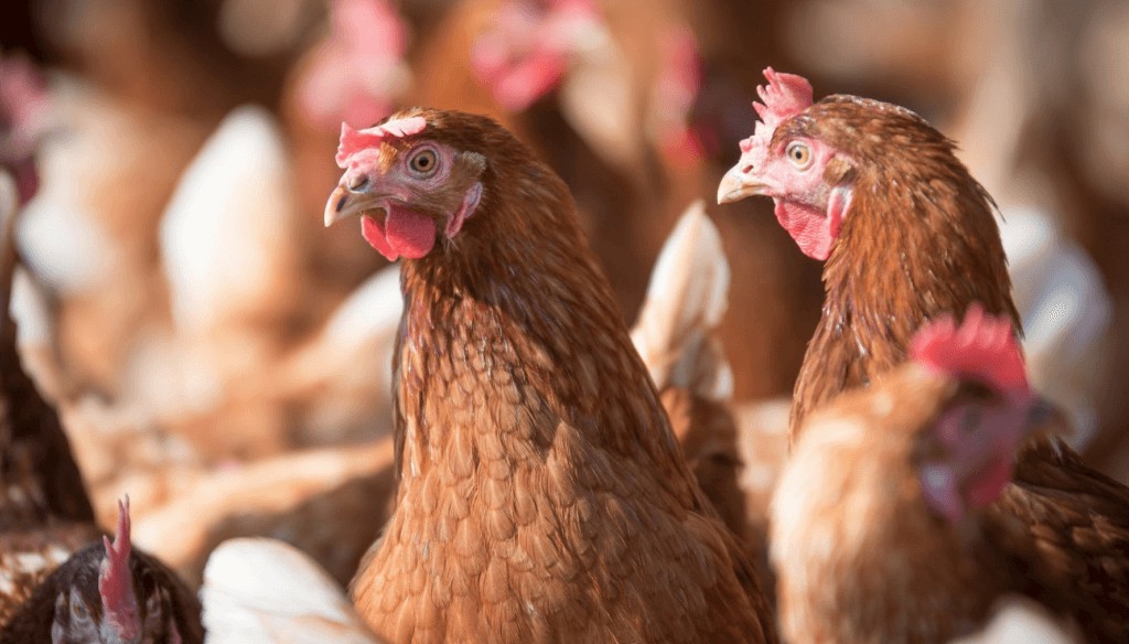 Gripe aviar: el Senasa tomó nuevas medidas para fortalecer la prevención 2 aves gripe aviar pollos senasa