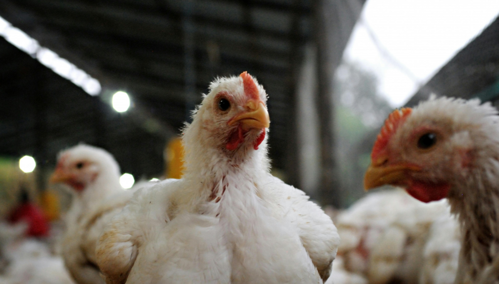 Gripe aviar: el Senasa tomó nuevas medidas para fortalecer la prevención 4 aves pollos gripe aviar senasa
