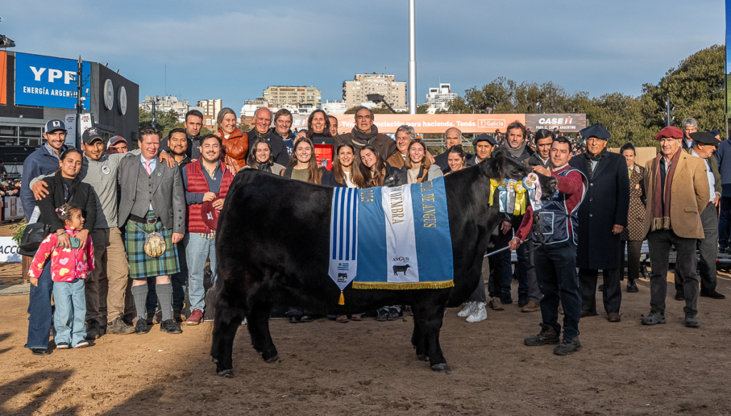 gran campeon angus hembra