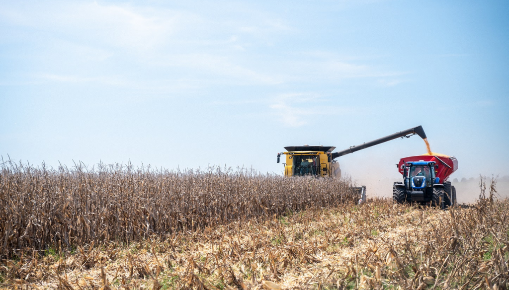 El maíz, en el tramo final de la campaña: cuánto falta por cosechar y cómo vienen los rindes 5 Cosecha de maíz (Gentileza New Holland - NK)