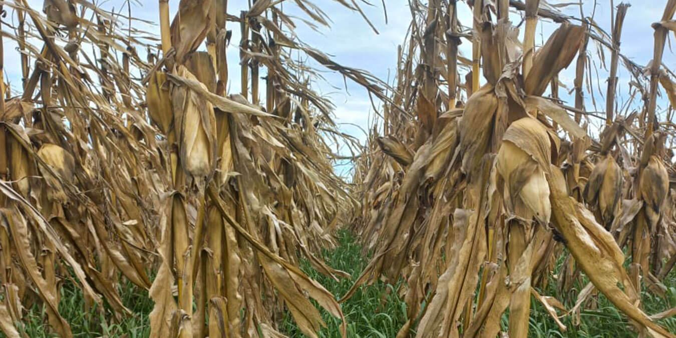 Cultivos de servicio forrajero: claves agronómicas para integrarlos en un manejo ganadero 2 muchomasquecobertura1
