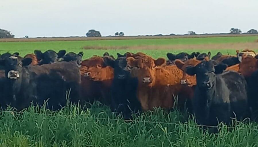 Cultivos de servicio forrajero: claves agronómicas para integrarlos en un manejo ganadero 3 muchomasquecobertura2