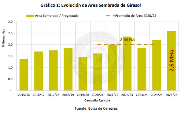 “Un escenario competitivo y atractivo”: el girasol va por otro fuerte aumento de la siembra 2 siembra girasol bolsa ba