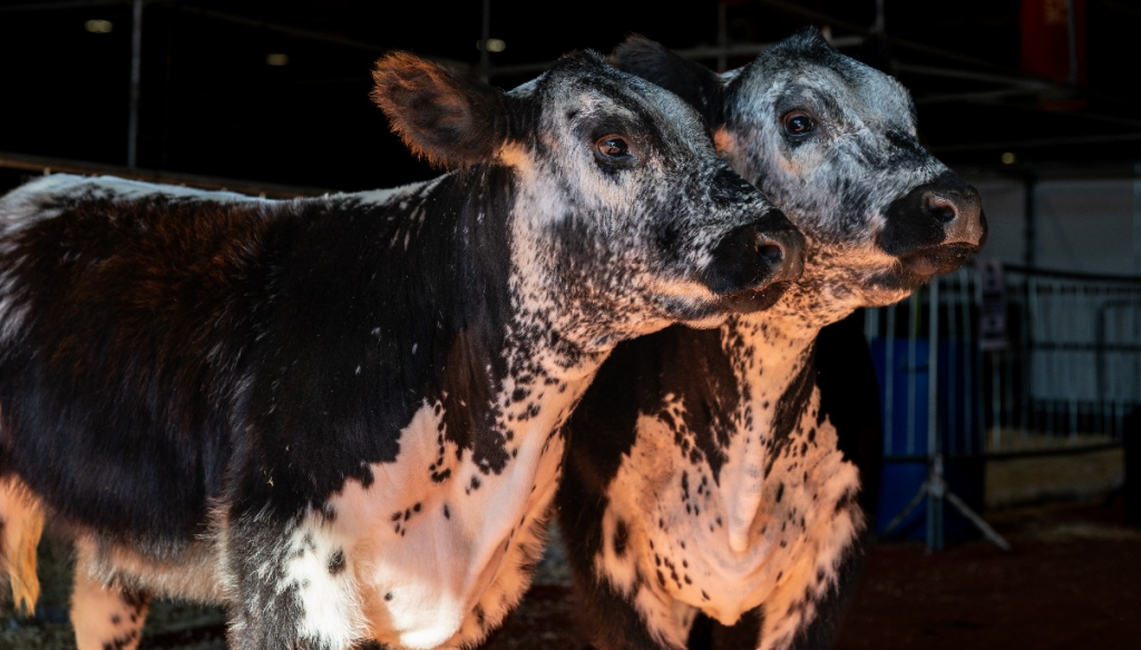 Speckle Park: cómo es la raza bovina que llegó a Argentina desde Canadá y debutó en La Rural 2 speckle