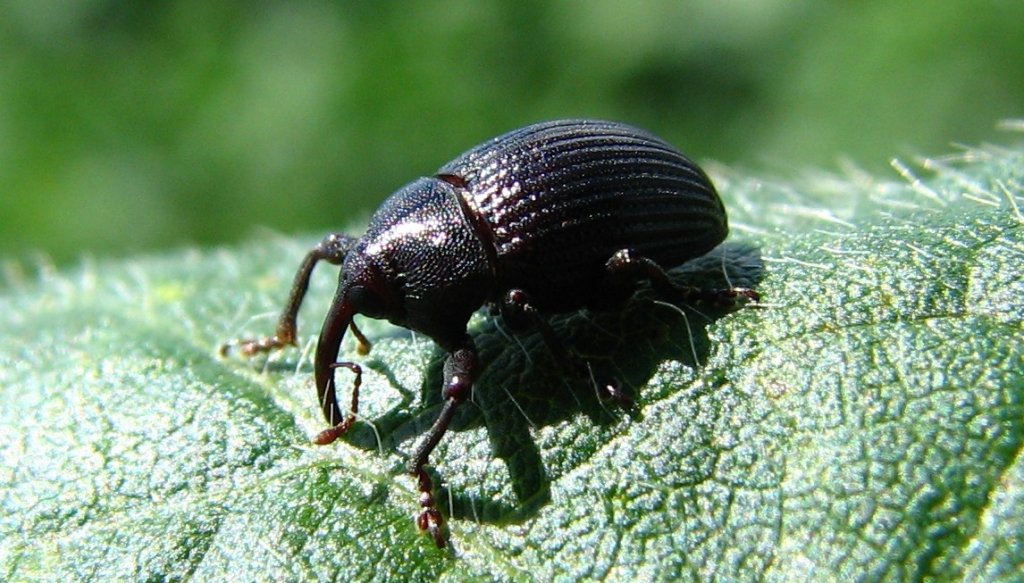 Adulto de Rhyssomatus subtilis sobre soja. Ale Vera