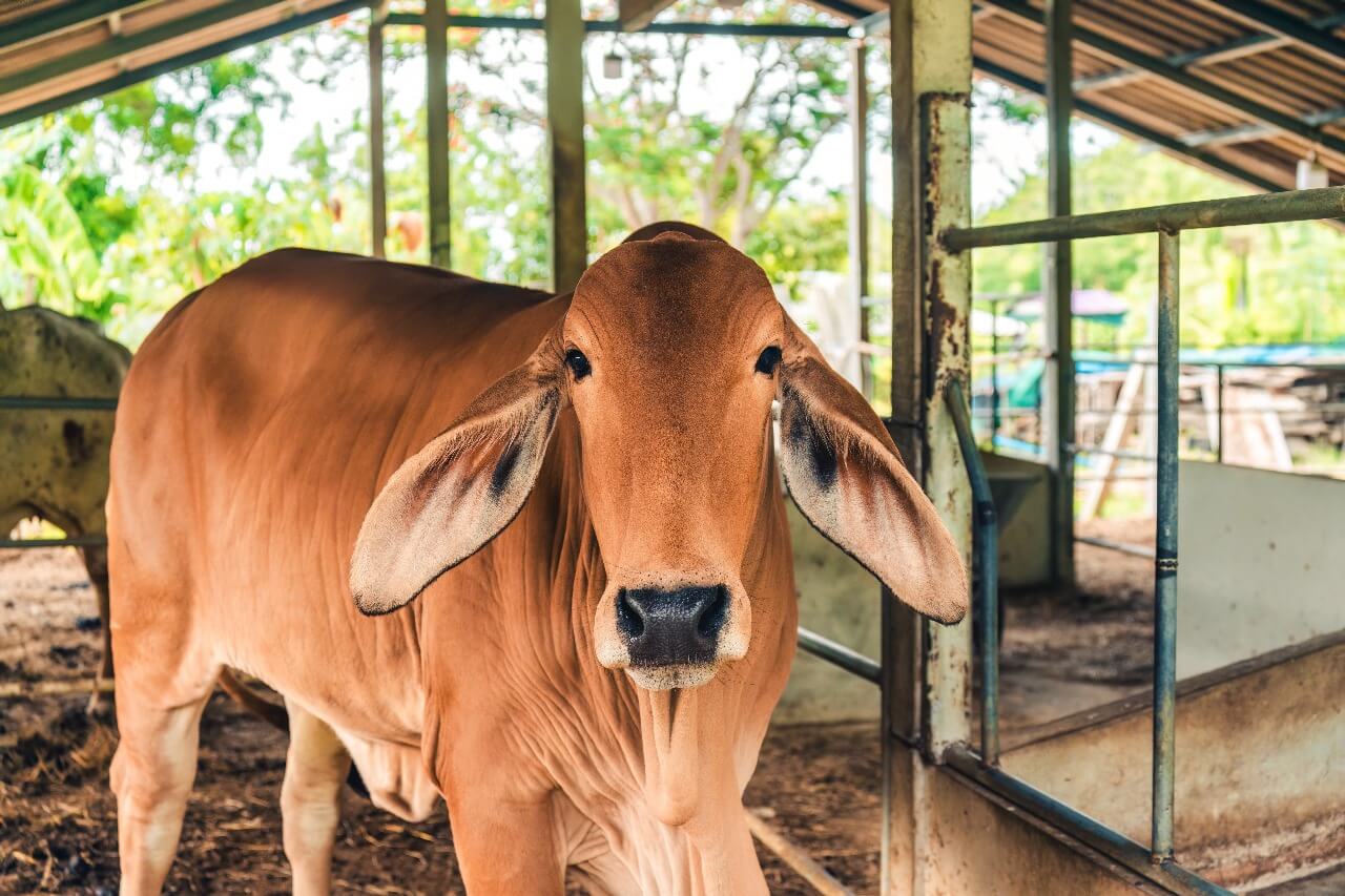 Los Brahman, con el “norte” en resurgir: en 6 años se duplicó la cantidad de cabañas de la raza 2 Brahman 1