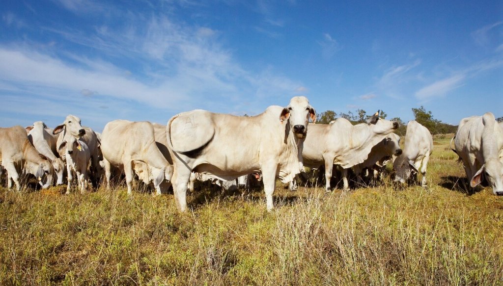 Los Brahman, con el “norte” en resurgir: en 6 años se duplicó la cantidad de cabañas de la raza 4 Brahman 2 e1754059359898