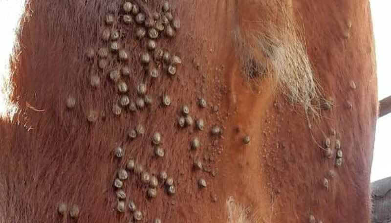 “Es una situación de catástrofe: si no se toma conciencia, la garrapata va a llegar al Obelisco” 2 garrapatas en bovinos