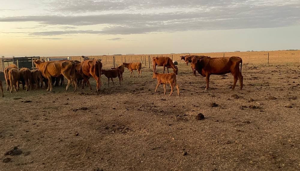 La suba de tasas le pone un manto de incertidumbre al repunte ganadero 4 vacas y terneros flacos corrientes e1756136873670