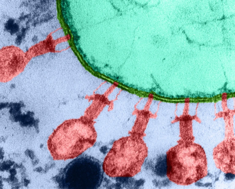 Crean virus funcionales diseñados completamente por IA: un paso hacia la vida generada por inteligencia artificial