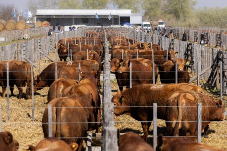 En Pasteur, un remate de Angus y Limangus ratificó la alta demanda por genética de calidad 3 20250828 0065