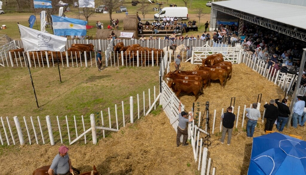 En Pasteur, un remate de Angus y Limangus ratificó la alta demanda por genética de calidad 5 20250828 0230