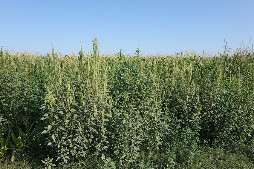 Tras años de siembra directa y resistencia a herbicidas, resurge la labranza ocasional: ¿aliada o parche? 2 Amaranthus palmeri 2024