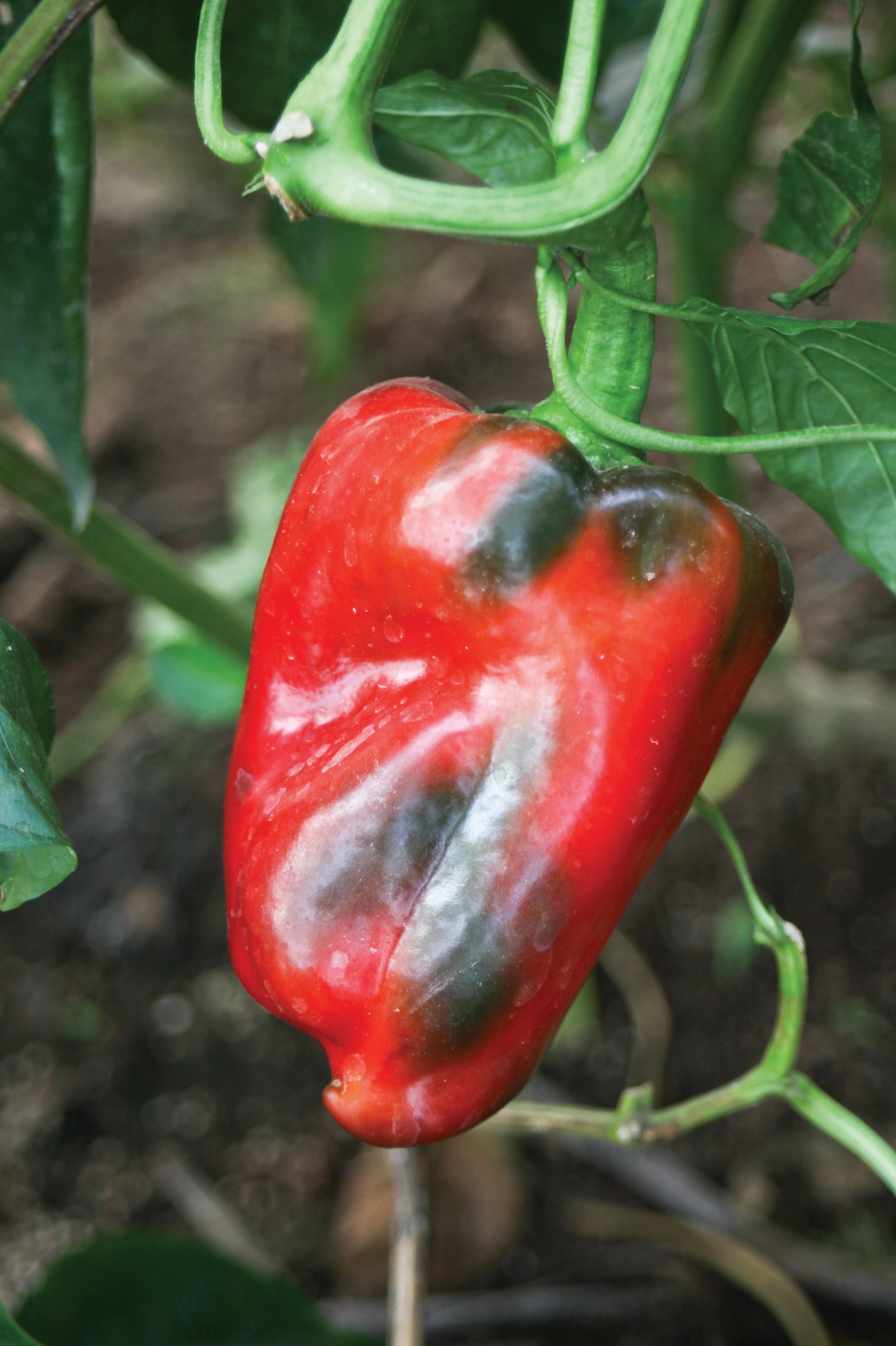 El pimiento se cultiva en América desde épocas anteriores a la cultura inca. Los indígenas lo denominaban chilli, en  náhuatl, o ají, en taíno caribeño. En 1493 llegó a España como parte de uno de los tesoros americanos, revolucionando la dieta mediterránea. En el siglo XVII, en Hungría, se logró cultivar “accidentalmente” una variedad dulce y no picante,  el pimentón o páprika.