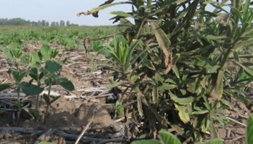 Un mapa que crece y preocupa: hay 25,8 millones de hectáreas con malezas resistentes o tolerantes 6 Malezas Rama negra