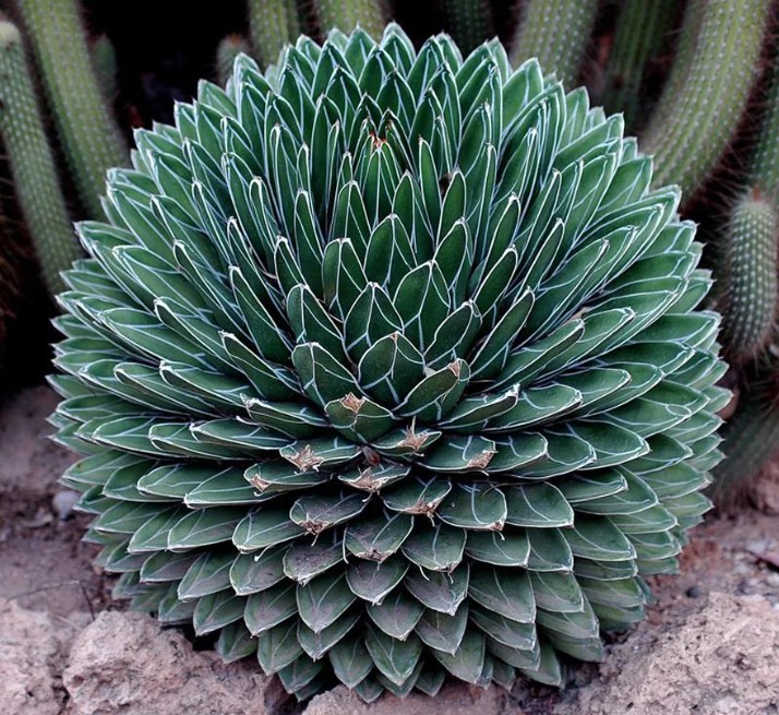 NATURALEZA GEOMETRIA FRACTALES DE LAS PLANTAS