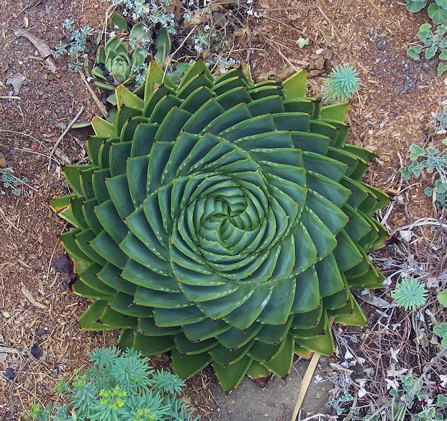 NATURALEZA GEOMETRIA FRACTALES DE LAS PLANTAS