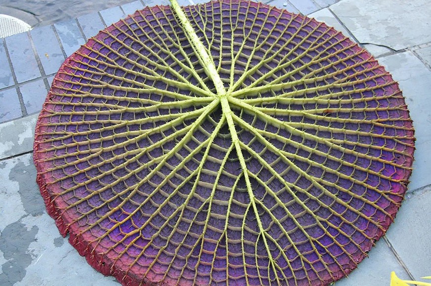 NATURALEZA GEOMETRIA FRACTALES DE LAS PLANTAS