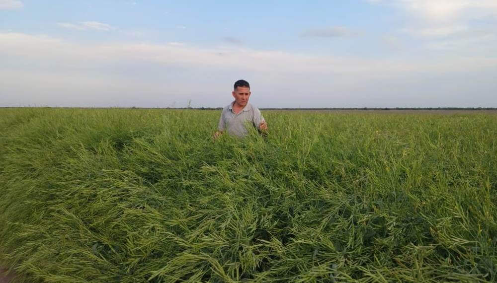 La carinata expande su frontera productiva: un ensayo en el norte cordobés dejó muy buenos resultados 2 carinata