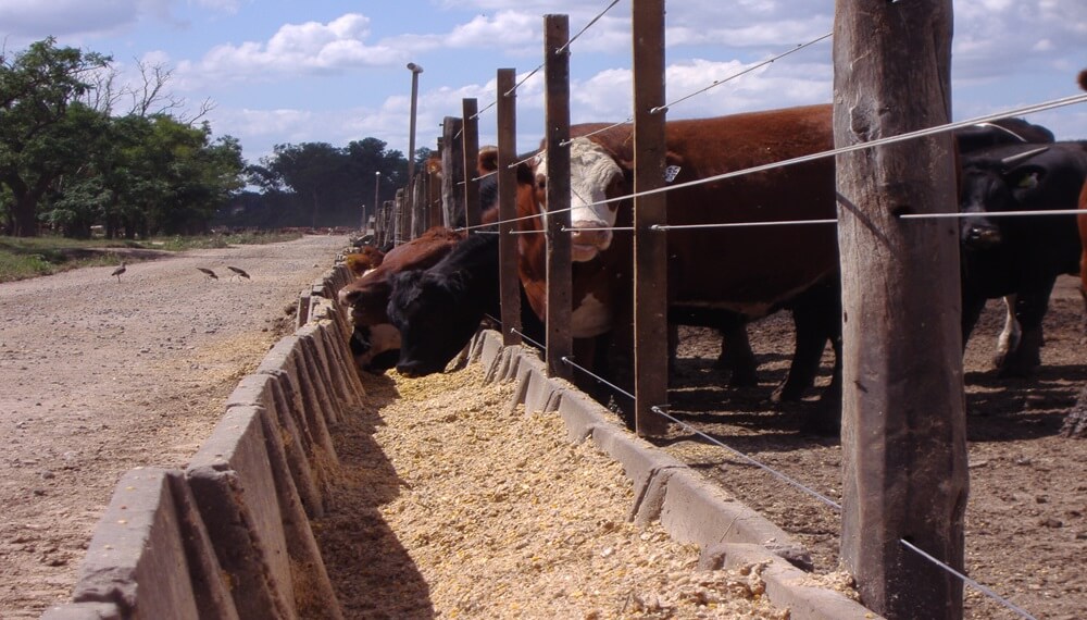 Se desacelera la faena bovina: ¿comenzó una fase de retención o es solo incertidumbre electoral? 4 feedlot 2
