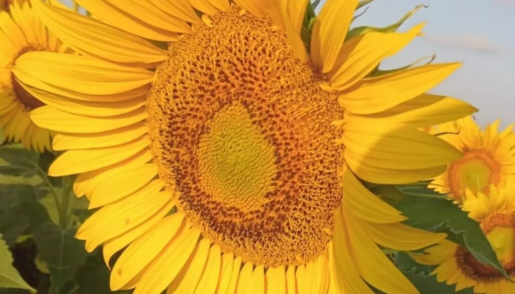 GIRASOL SL 4