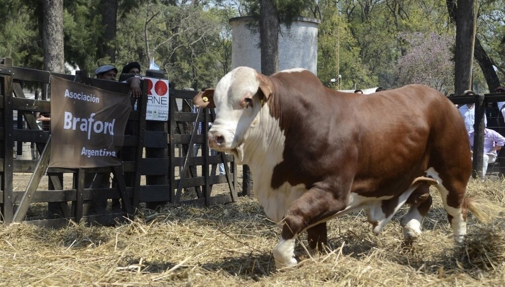 toro braford