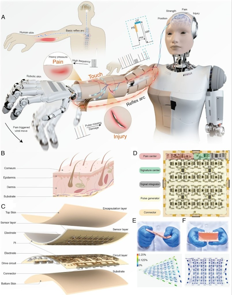 - piel robotica