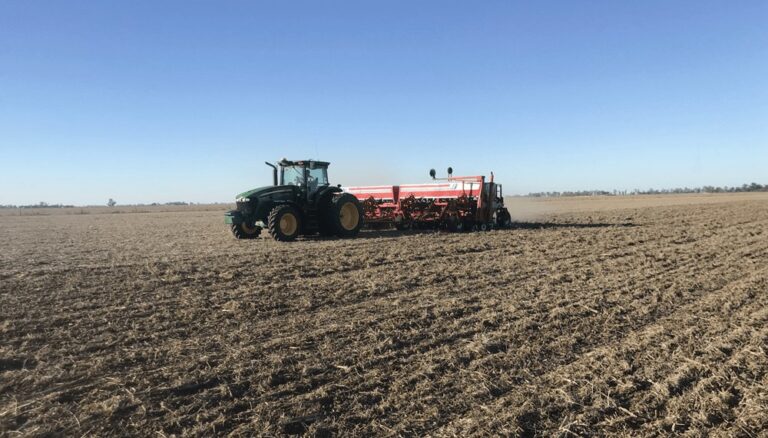 Expectativas renovadas para el trigo: la urea sigue bajando y la siembra recupera hectáreas