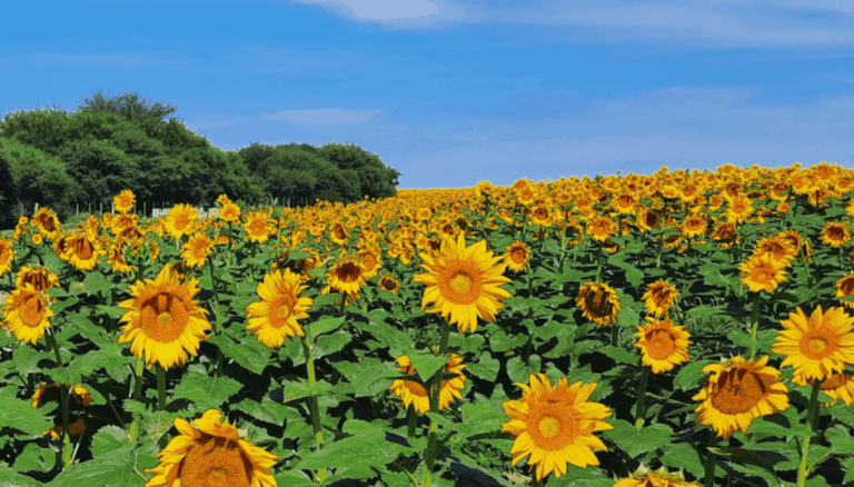 El girasol no quiere perder el tren y va por otro año de expansión: la siembra crecería otro 5,3%