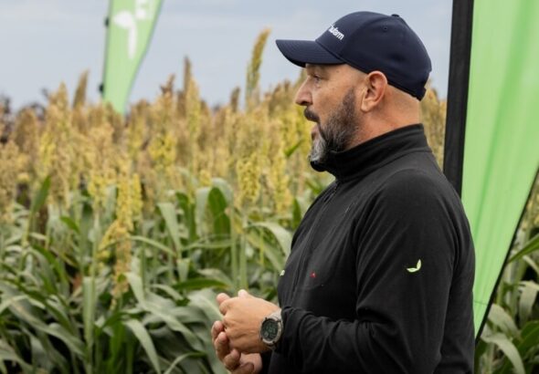 La genética le gana al pulgón amarillo y abre una nueva etapa del sorgo en Argentina