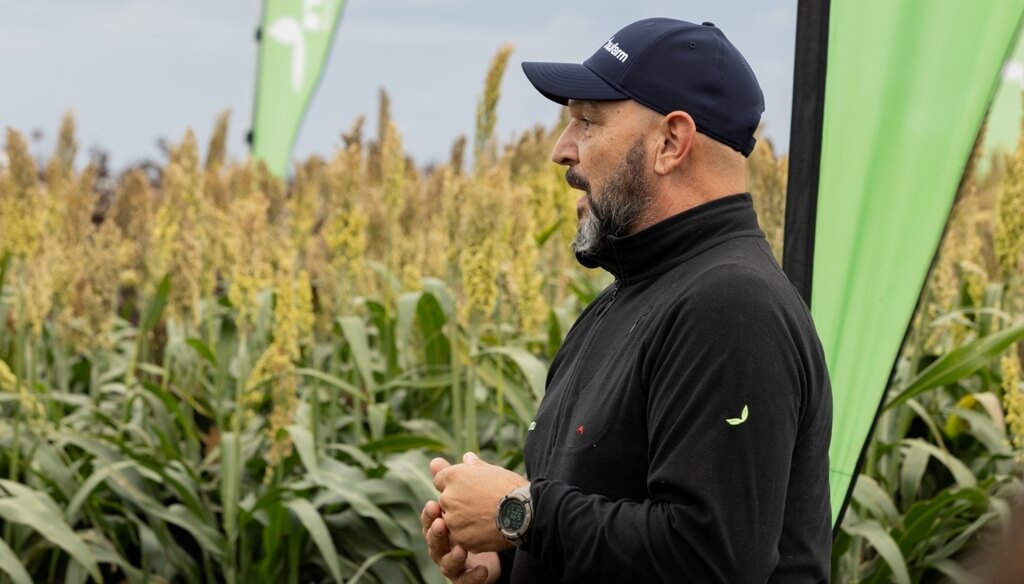 La genética le gana al pulgón amarillo y abre una nueva etapa del sorgo en Argentina